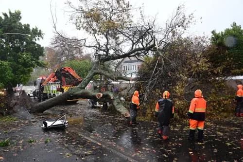 Cape Town Storm Disaster: Tree Fell on Vehicle, 1 Dead