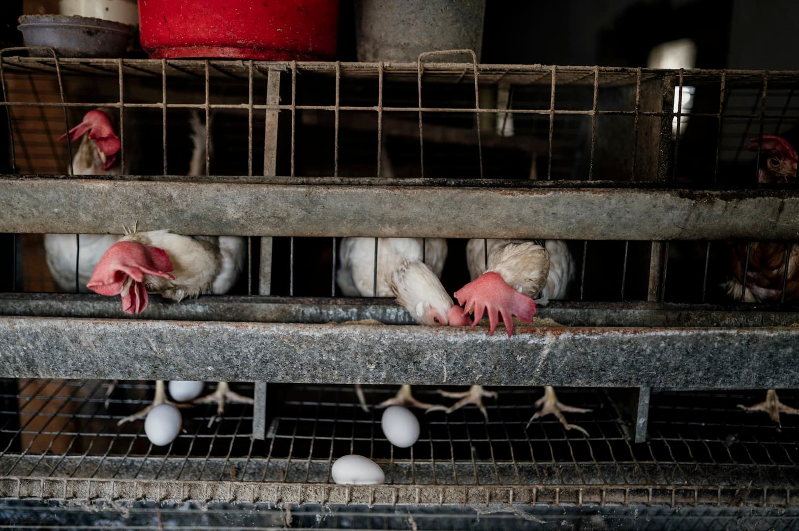 Bird flu outbreak at Illinois egg farm affects nearly 1 million hens