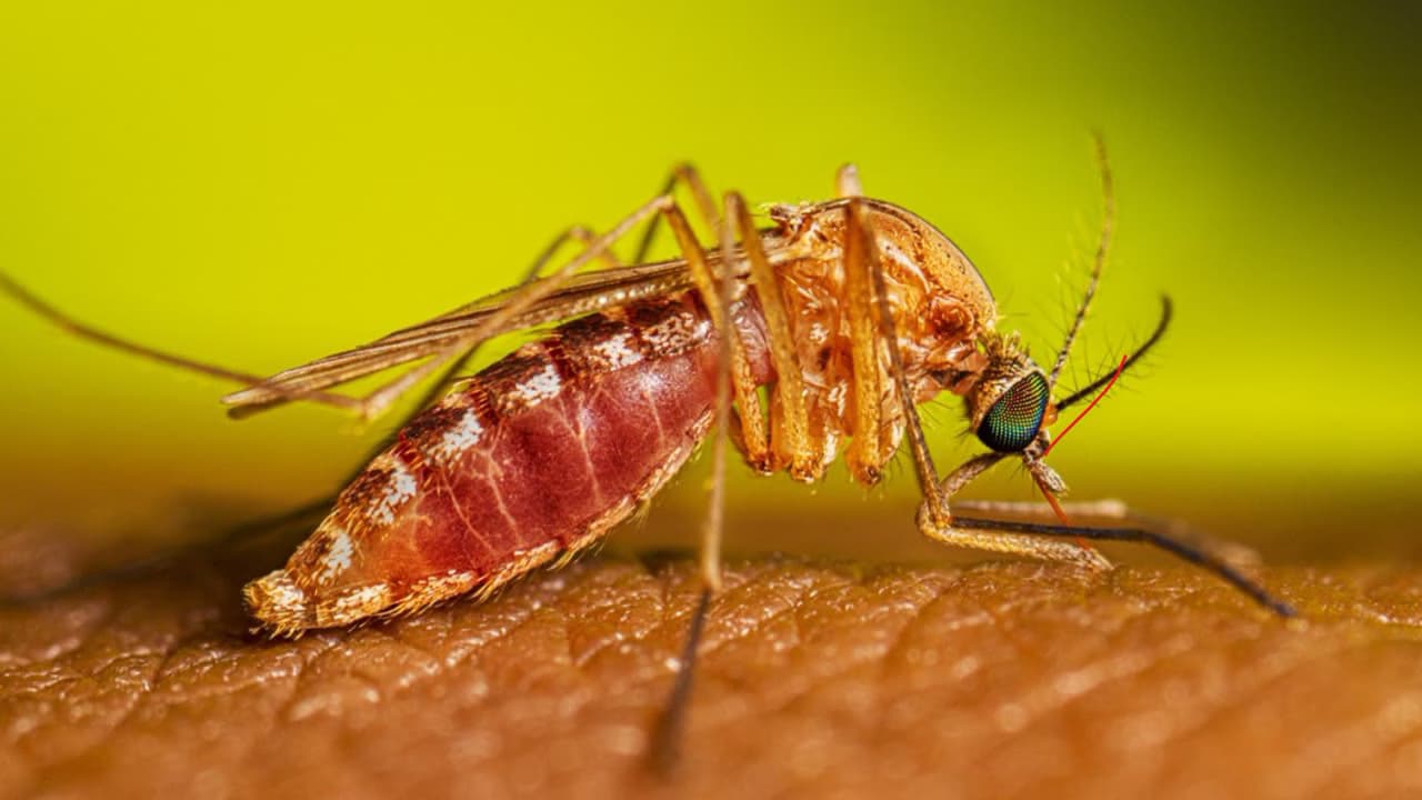 New Jersey confirms first West Nile virus death of 2026