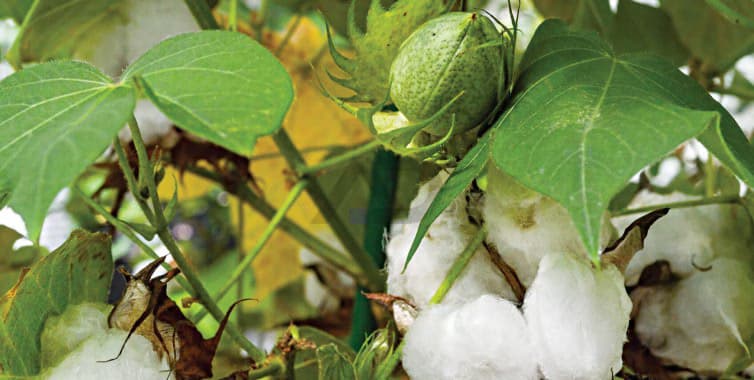 Bangladesh Stands Out in the US Cotton Plan